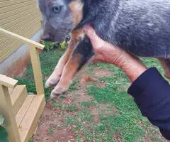 Australian Cattle Dog puppies for sale