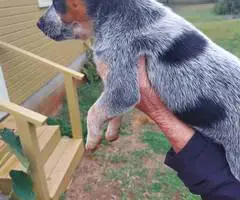 Australian Cattle Dog puppies for sale