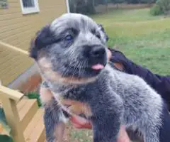 Australian Cattle Dog puppies for sale