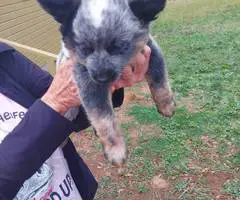 Australian Cattle Dog puppies for sale