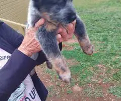 Australian Cattle Dog puppies for sale
