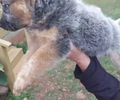 Australian Cattle Dog puppies for sale