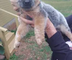 Australian Cattle Dog puppies for sale