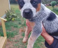 Australian Cattle Dog puppies for sale
