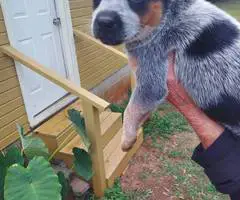 Australian Cattle Dog puppies for sale