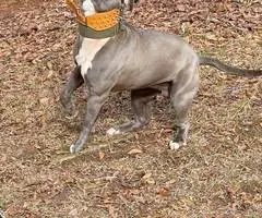 9 Pitbull puppies for sale