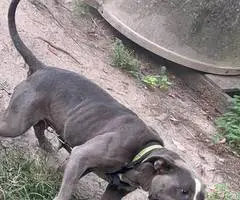 9 Pitbull puppies for sale
