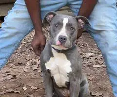 9 Pitbull puppies for sale