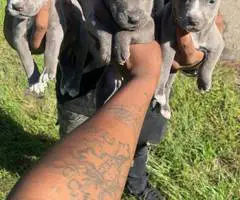 9 Pitbull puppies for sale