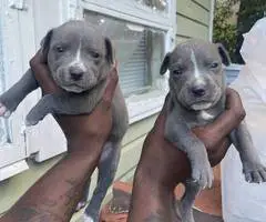 9 Pitbull puppies for sale
