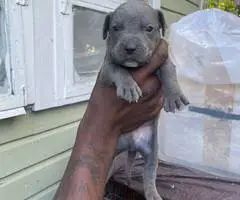 9 Pitbull puppies for sale