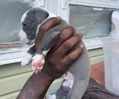 9 Pitbull puppies for sale