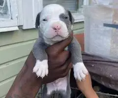 9 Pitbull puppies for sale
