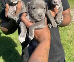 9 Pitbull puppies for sale