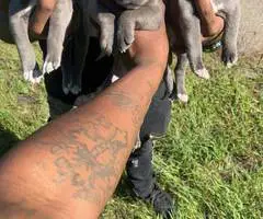 9 Pitbull puppies for sale