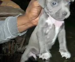 9 Pitbull puppies for sale