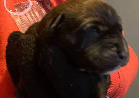 Rottweiler pit mix puppies