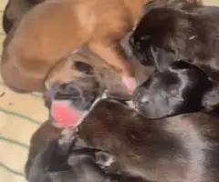 Rottweiler pit mix puppies