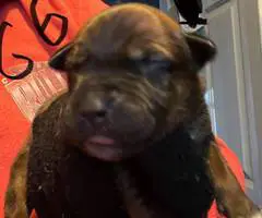 Rottweiler pit mix puppies