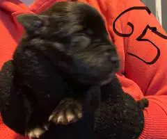 Rottweiler pit mix puppies