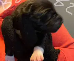 Rottweiler pit mix puppies