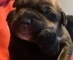 Rottweiler pit mix puppies