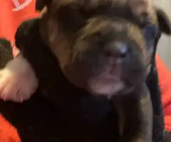 Rottweiler pit mix puppies