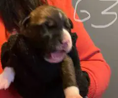 Rottweiler pit mix puppies