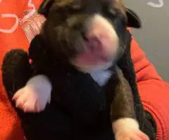 Rottweiler pit mix puppies