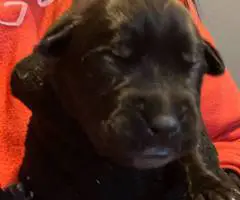 Rottweiler pit mix puppies