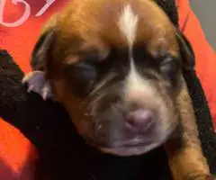 Rottweiler pit mix puppies