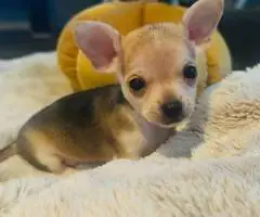 Purebred Chihuahua puppies