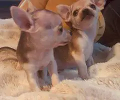 Purebred Chihuahua puppies
