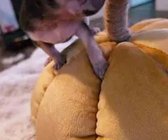 Purebred Chihuahua puppies