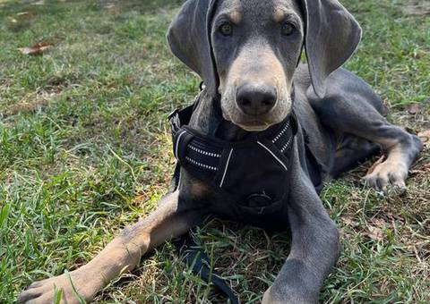3 months old Doberman pinscher for sale