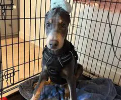3 months old Doberman pinscher for sale