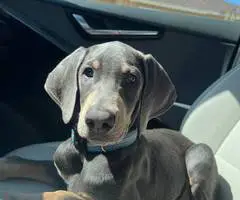 3 months old Doberman pinscher for sale