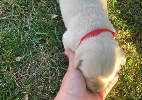 5 purebred Labrador Retriever puppies for sale