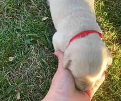 5 purebred Labrador Retriever puppies for sale