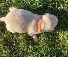5 purebred Labrador Retriever puppies for sale