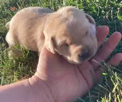 5 purebred Labrador Retriever puppies for sale