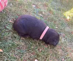 5 purebred Labrador Retriever puppies for sale