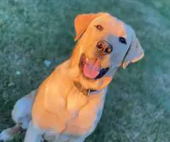 5 purebred Labrador Retriever puppies for sale