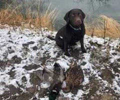 5 purebred Labrador Retriever puppies for sale