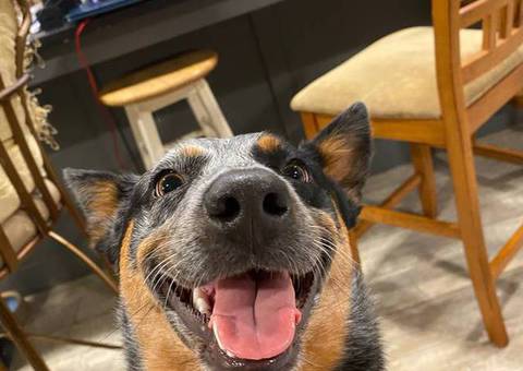 Young Blue Heeler pup needs a good home