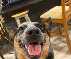 Young Blue Heeler pup needs a good home