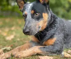Young Blue Heeler pup needs a good home