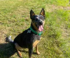 Young Blue Heeler pup needs a good home