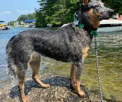 Young Blue Heeler pup needs a good home