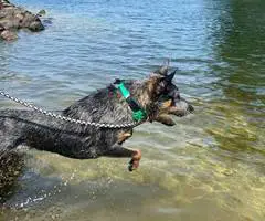 Young Blue Heeler pup needs a good home